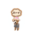 マルプー日常のシンプルスタンプ（個別スタンプ：8）