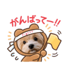 マルプー日常のシンプルスタンプ（個別スタンプ：12）