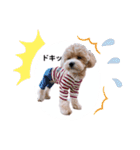 マルプー日常のシンプルスタンプ（個別スタンプ：22）