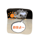 ハリネズミ（よく使う言葉）（個別スタンプ：2）