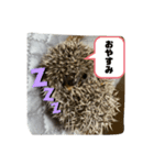 ハリネズミ（よく使う言葉）（個別スタンプ：5）