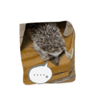 ハリネズミ（よく使う言葉）（個別スタンプ：6）
