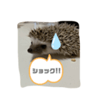 ハリネズミ（よく使う言葉）（個別スタンプ：7）