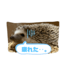 ハリネズミ（よく使う言葉）（個別スタンプ：8）