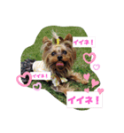 ヨーキーつくたんスタンプ（個別スタンプ：6）