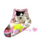 トラチワちゃん♡♪♡（個別スタンプ：1）