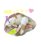 トラチワちゃん♡♪♡（個別スタンプ：3）