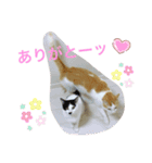 トラチワちゃん♡♪♡（個別スタンプ：4）