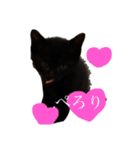 黒猫ナッツ（個別スタンプ：1）
