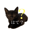 黒猫ナッツ（個別スタンプ：2）