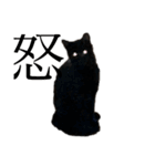 黒猫ナッツ（個別スタンプ：5）