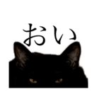 黒猫ナッツ（個別スタンプ：8）