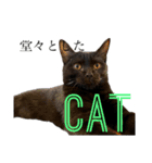 黒猫ナッツ（個別スタンプ：15）