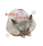 SABONくんのすたんぷ（個別スタンプ：6）