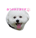 ビションフリーゼ そら 2（個別スタンプ：1）