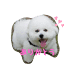 ビションフリーゼ そら 2（個別スタンプ：3）