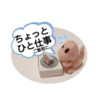 チビティラの日々(ご飯のおねがい)（個別スタンプ：39）
