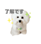 ビションフリーゼ  H（個別スタンプ：3）