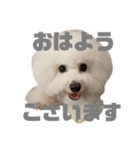 ビションフリーゼ  H（個別スタンプ：6）