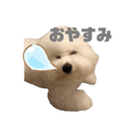 ビションフリーゼ  H（個別スタンプ：7）