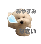 ビションフリーゼ  H（個別スタンプ：8）