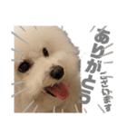 ビションフリーゼ  H（個別スタンプ：10）