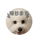 ビションフリーゼ  H（個別スタンプ：14）