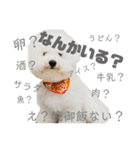 ビションフリーゼ  H（個別スタンプ：19）