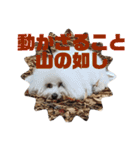ビションフリーゼ  H（個別スタンプ：21）
