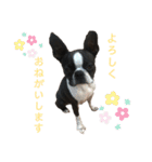 ボストンテリアのももさん（個別スタンプ：6）