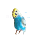 ぷーちゃん 1（個別スタンプ：1）