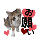 三毛猫のあずきちゃん（個別スタンプ：1）