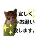 三毛猫のあずきちゃん（個別スタンプ：2）