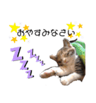 三毛猫のあずきちゃん（個別スタンプ：3）