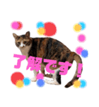 三毛猫のあずきちゃん（個別スタンプ：4）