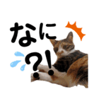 三毛猫のあずきちゃん（個別スタンプ：6）