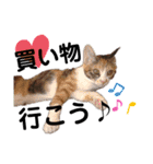 三毛猫のあずきちゃん（個別スタンプ：7）