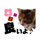 三毛猫のあずきちゃん（個別スタンプ：8）