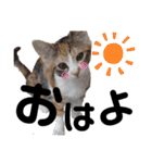 三毛猫のあずきちゃん（個別スタンプ：9）