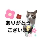 三毛猫のあずきちゃん（個別スタンプ：11）