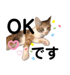 三毛猫のあずきちゃん（個別スタンプ：12）