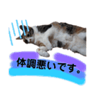 三毛猫のあずきちゃん（個別スタンプ：15）