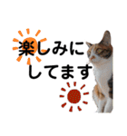 三毛猫のあずきちゃん（個別スタンプ：16）