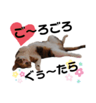 三毛猫のあずきちゃん（個別スタンプ：18）
