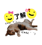 三毛猫のあずきちゃん（個別スタンプ：19）