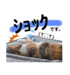 三毛猫のあずきちゃん（個別スタンプ：24）