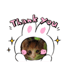 三毛猫のあずきちゃん（個別スタンプ：26）