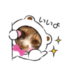 三毛猫のあずきちゃん（個別スタンプ：27）