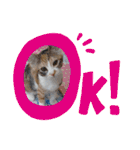 三毛猫のあずきちゃん（個別スタンプ：29）