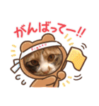 三毛猫のあずきちゃん（個別スタンプ：31）